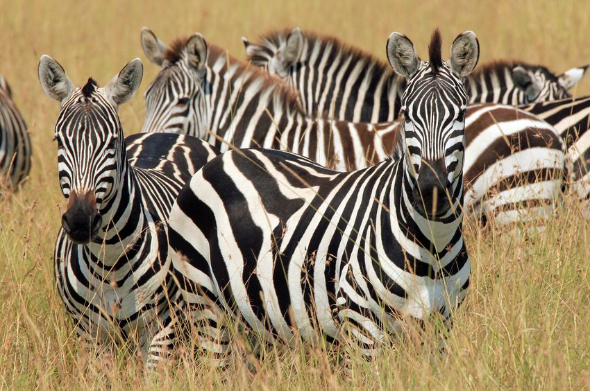 Blurred Lines For Plains Zebras