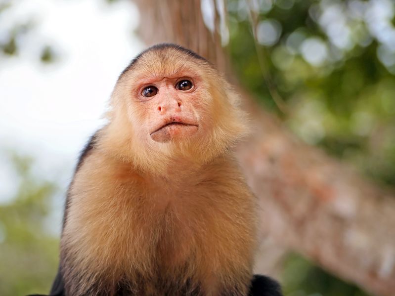 Capuchins’ Advantage No Monkey’s Paw