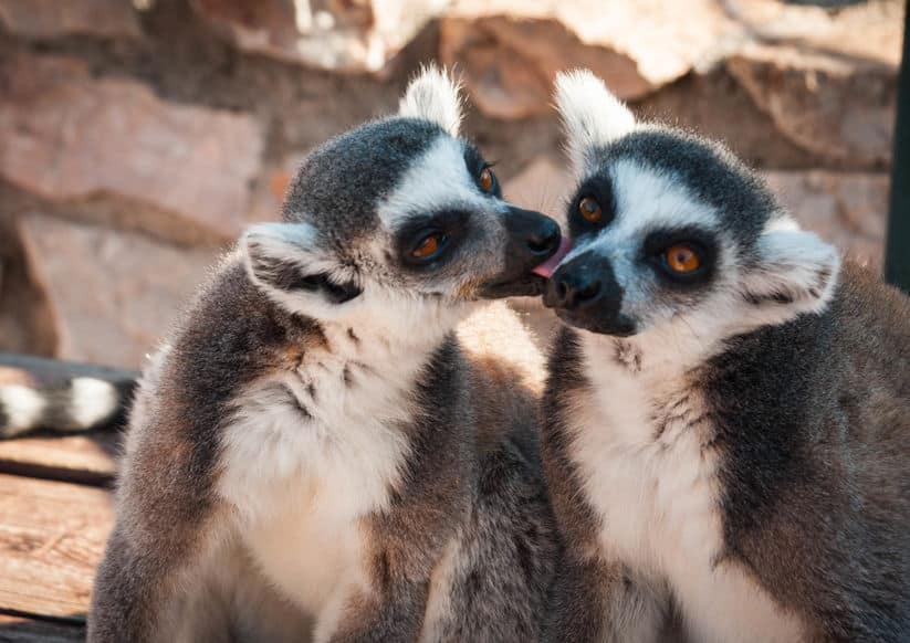 The Ever Lasting Love Of Lemurs
