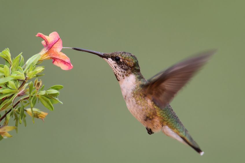 hummingbirds vision