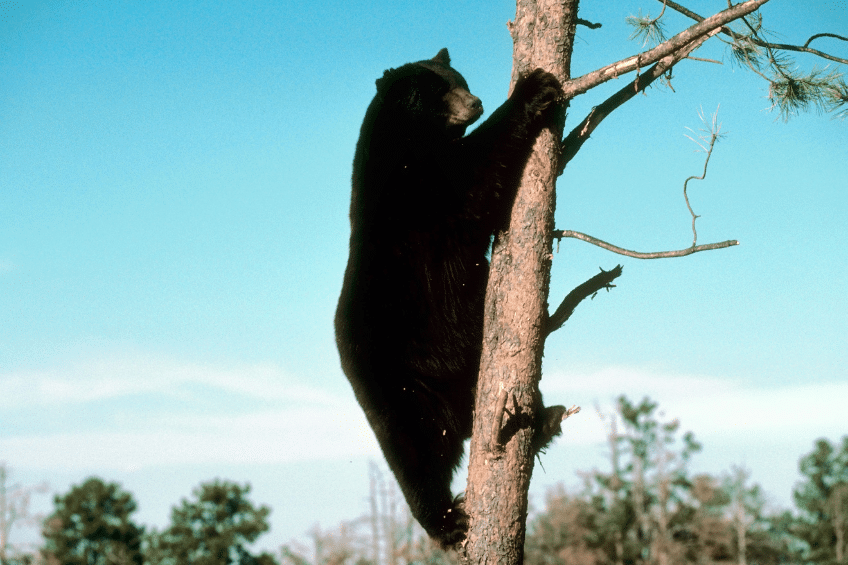 why bears rub their back