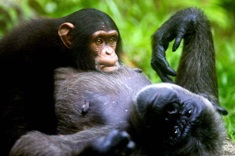 Chimpanzee population
