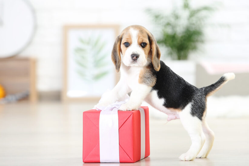 Healthy Fur Baby Holiday Gifts