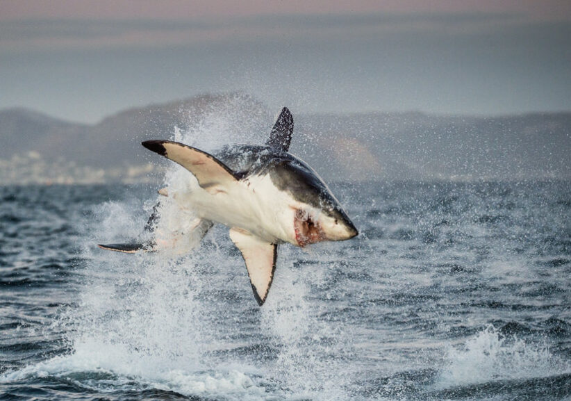 Shark attacks are more likely during full moon