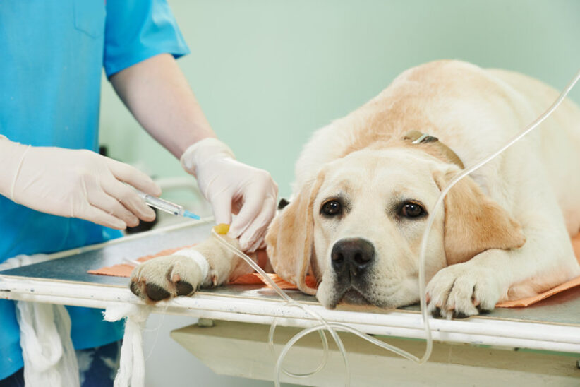 veterinary giving the vaccine to the ivory labrador dog in clinic