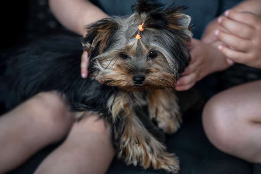 Little Yorkshire Terrier Sitting With Owners. Yorkie Dog.
