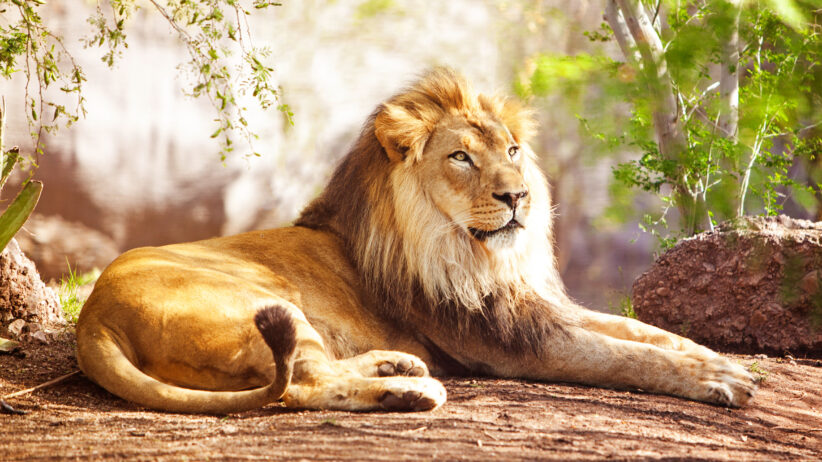 Beautiful large African Lion laying down with trees in the background