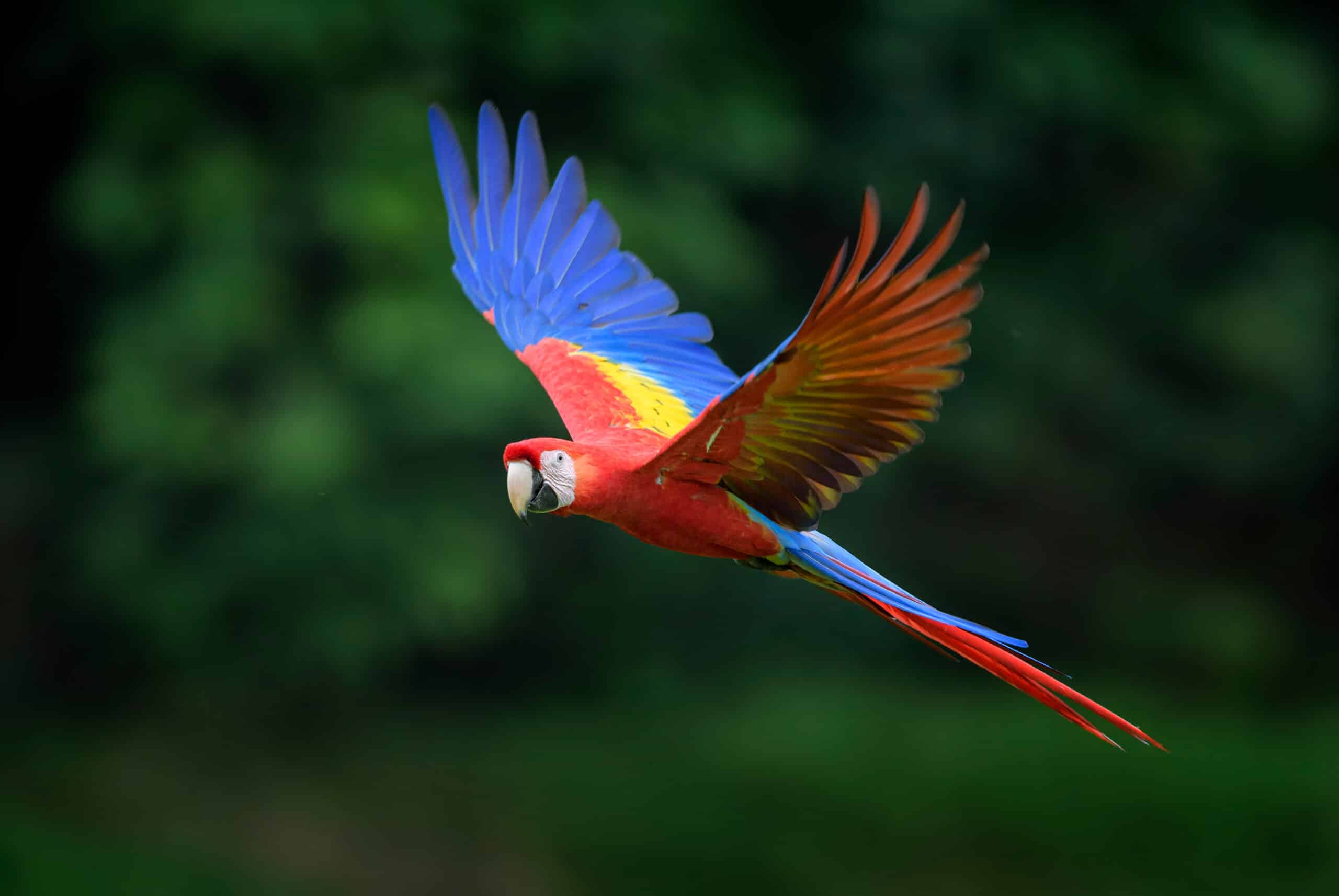 Parrots are some of the longest-living creatures on earth