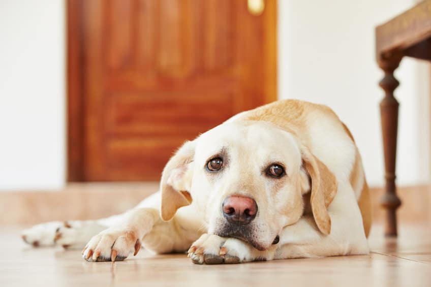 Labrador retriever is lying on the floor at home.
