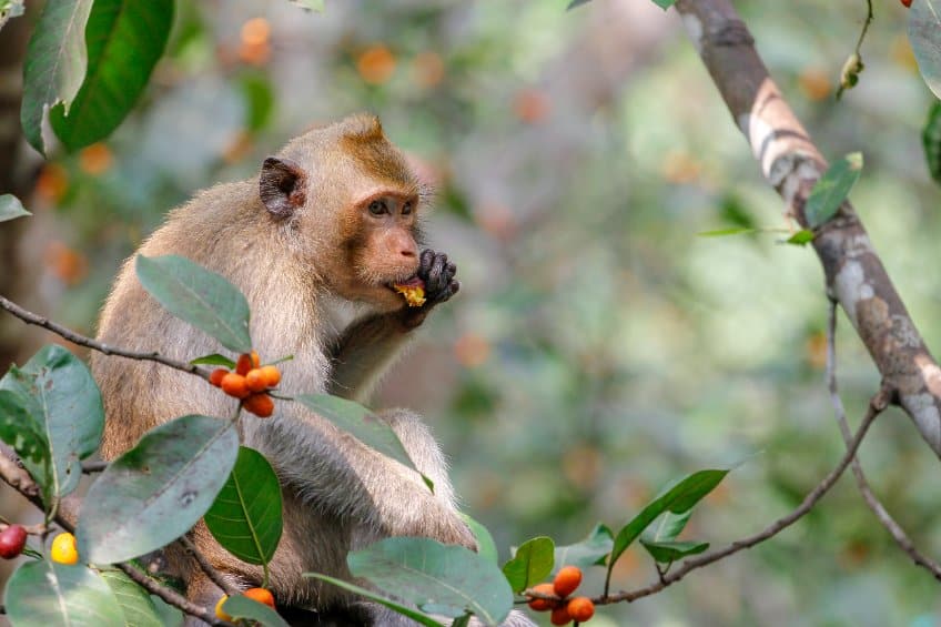 monkey eating fruit from tree in jungle