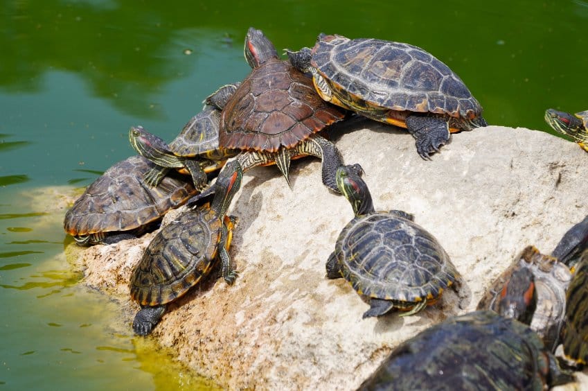 Long lifespan of turtles