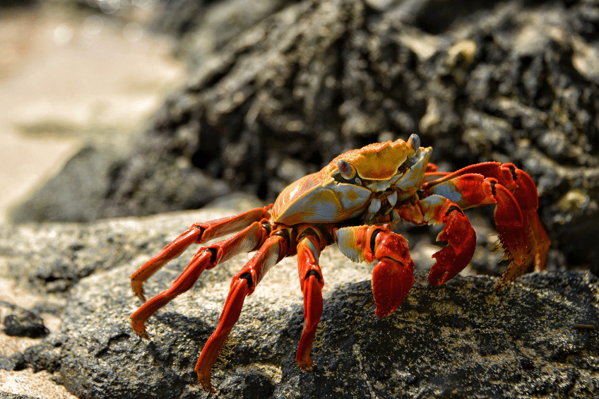 Crab shells can power the future of batteries