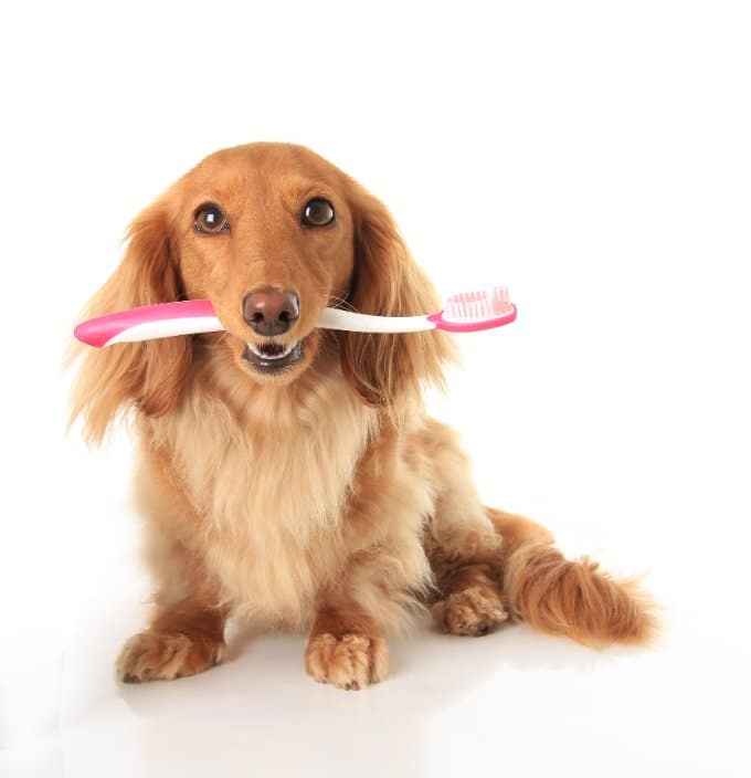 Doggone Good Canine Health Care Products