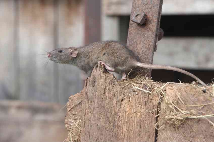 New York City Mayor fights rat problem.