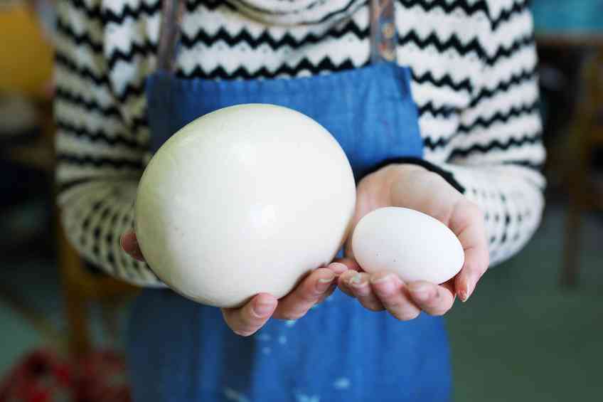 Healthy Chicken Egg Alternatives