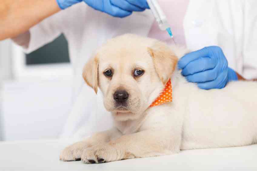 Canine Vaccination Concerns & Risk Grow
