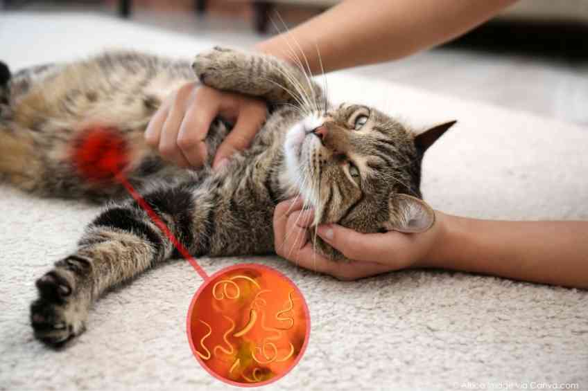 Cat parasite linked to exhaustion & mental illness