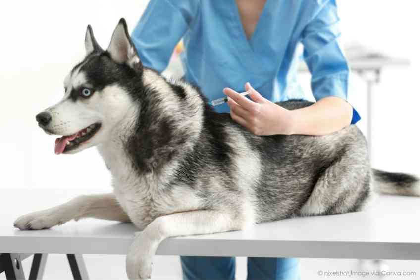 Pet Vaccinations on The Decline