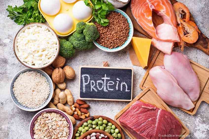 Protein Feeds Healthy Aging