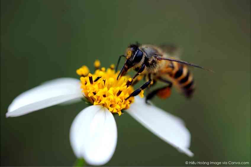 Bee Pollen’s Allergy Buzz