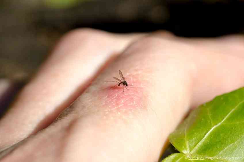 Dengue Fever Is a Buzzing Threat