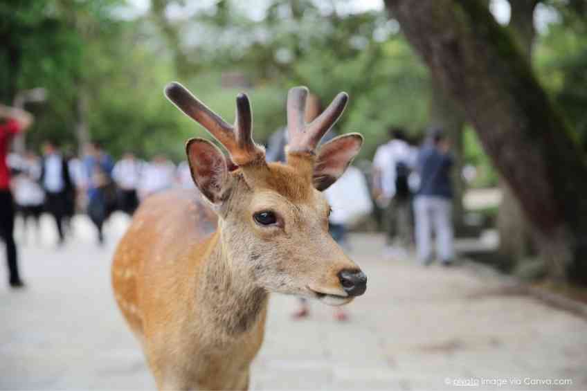 Strange encounters with animals