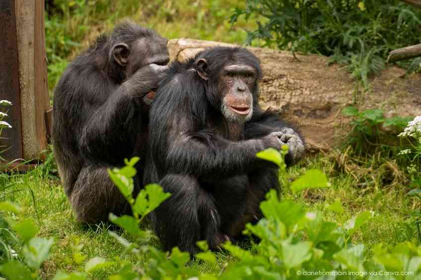 Wild Chimps Can Self-Medicate