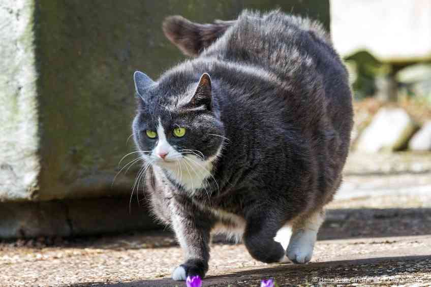 Fats Cats Offer Skinny Secrets