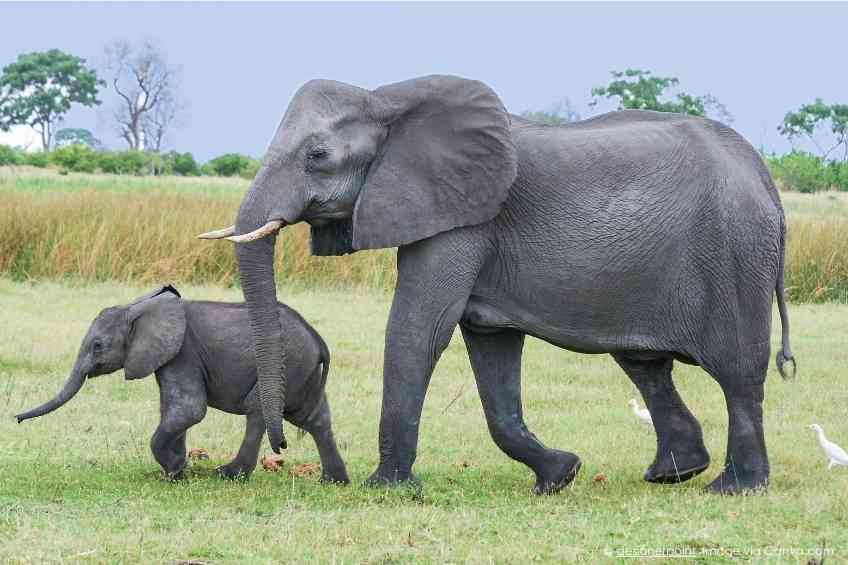 Mature Motherhood Is for The Birds