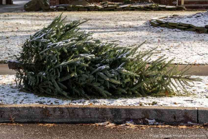 Edible Christmas Trees Spark Controversy