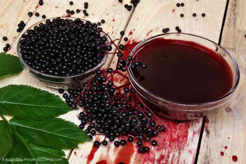 Elderberries May Help Shed Pounds