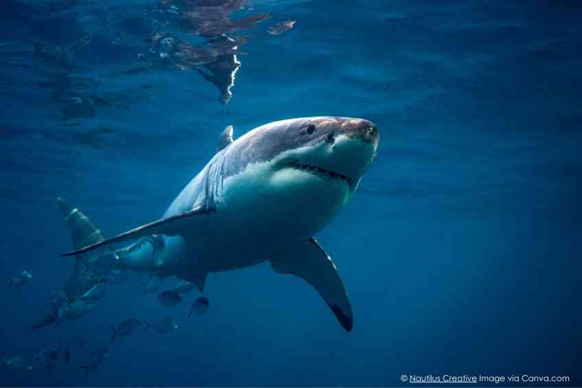 Good News: Shark Attacks Take Big Dip